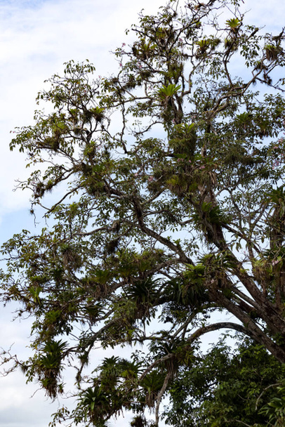 熱帯の木が密にブロメリアッドで覆われ、コスタリカ  - 写真・画像