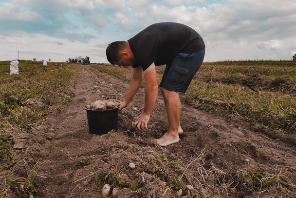 Un hombre recoge papas peladas en un cubo, cosecha rural de otoño del campo, una abundante cosecha de papas. - Foto, imagen