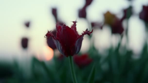 Close-up bloeiende bloem silhouet in zonsondergang achtergrond. Mooie rode tulpenknop - Video