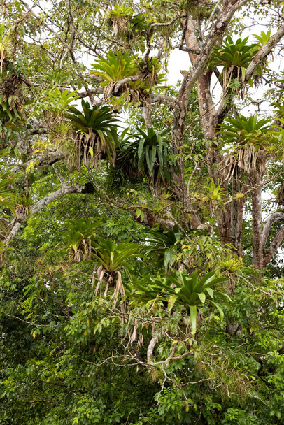 熱帯の木が密にブロメリアッドで覆われ、コスタリカ  - 写真・画像