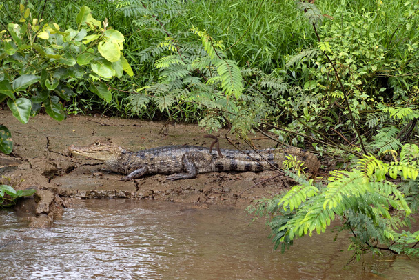Spektakularny Caiman, Caiman crocodilus, który rozgrzewa się na błotnistym brzegu. Kostaryka  - Zdjęcie, obraz
