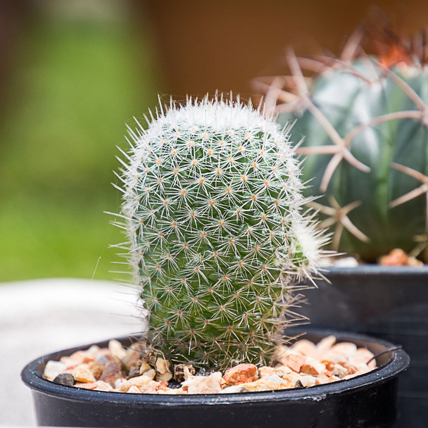 Cactus: Ferocactus en maceta
 - Foto, Imagen