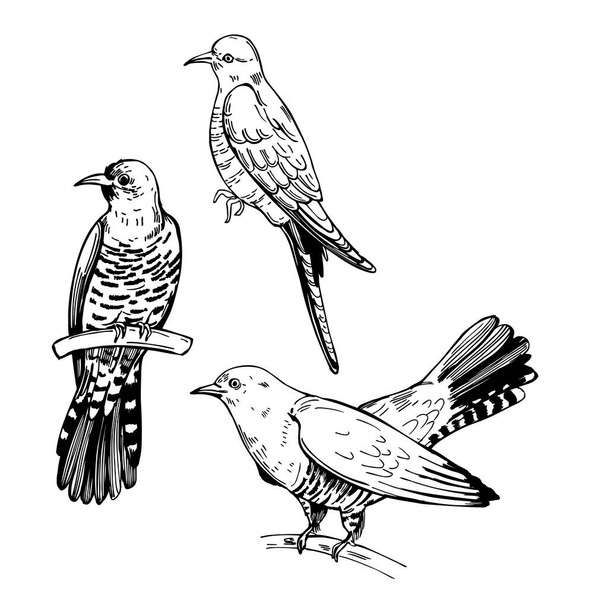 Hand-drawn cuckoo. Vector sketch illustration - Вектор,изображение
