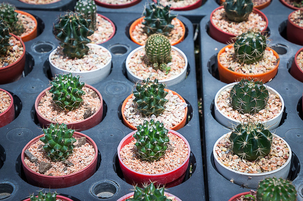 Cactus: ferocactus v hrnci - Fotografie, Obrázek