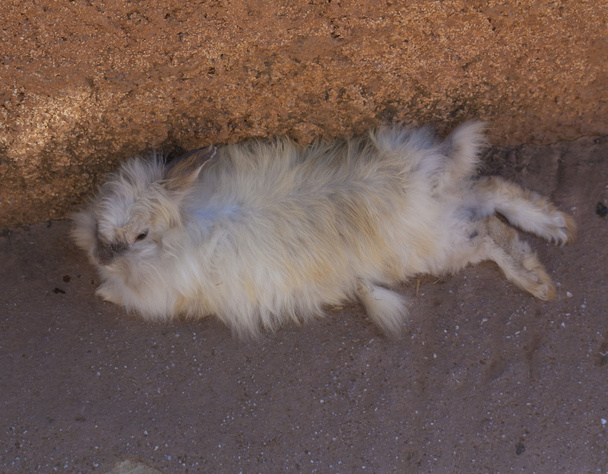 Conejo tendido en el suelo foto
 - Foto, imagen