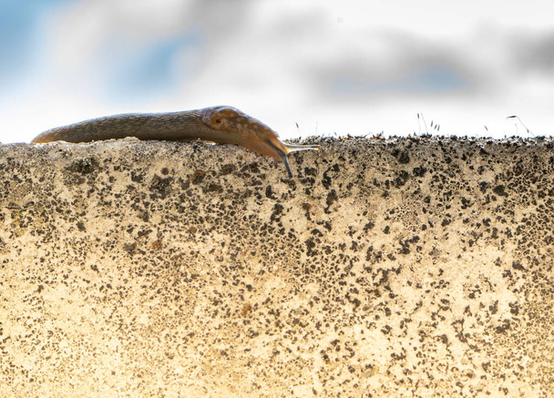 csiga csúszik le a beton a szemét kiterjesztett maximális - Fotó, kép