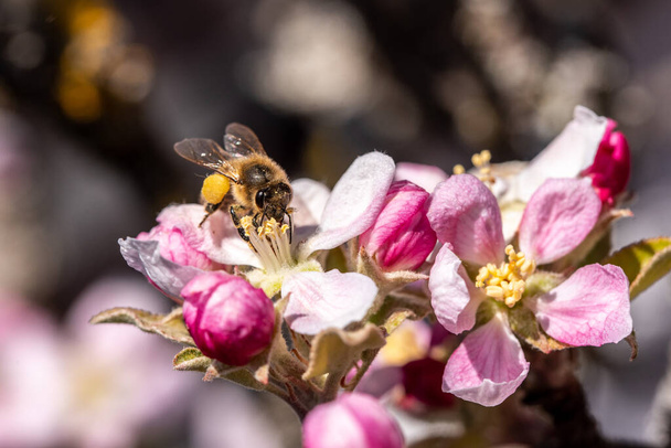 Μια μέλισσα μαζεύει πολυάσχολο νέκταρ σε μια μηλιά την άνοιξη - Φωτογραφία, εικόνα