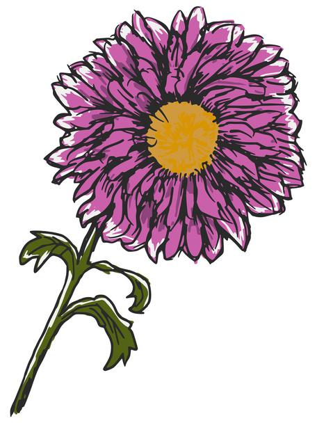chrysanthemum - Διάνυσμα, εικόνα