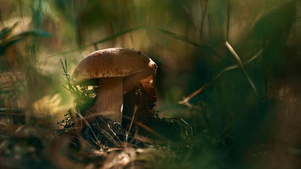 Brown mushroom boletus growing outdoors in green autumn grass in woodland. - Photo, Image