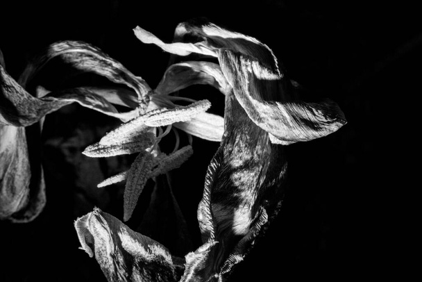 Ένα μαραμένο μπουκέτο λουλούδια με ένα φωτισμένο κρίνο στο σκοτάδι - Φωτογραφία, εικόνα