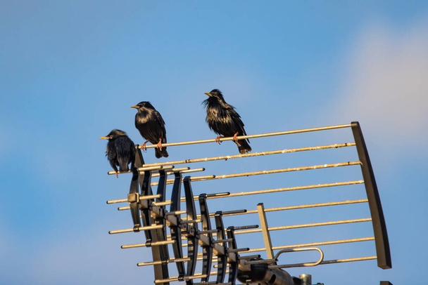 Spotless starling (Sturnus unicolor) perched on a television antenna - Photo, Image