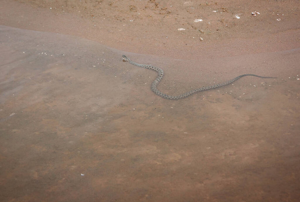 Image of viper snake on beach near Akhtuba river in Astrakhan region in Russia - Фото, зображення