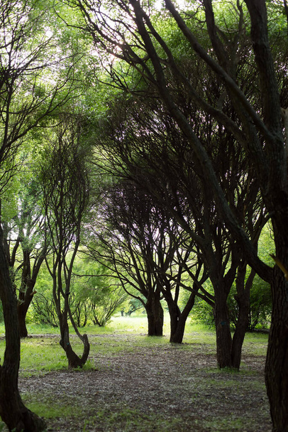 Ramos de árvores e troncos, primavera. Árvores altas no parque. - Foto, Imagem