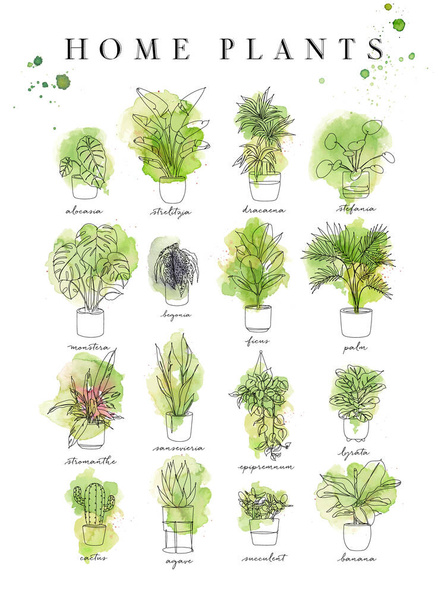 Plakáty domácí rostliny v akvarelu ručně vyrobený styl alocasia, strelitzia, dracaena, stefania, netvor, begonia, fíkus, dlaň, stromanthe, epipremnum, lyrata, kaktus, agave, šťavnatý, banán - Vektor, obrázek
