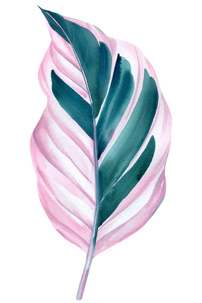 tropical plant leaves on isolated white, watercolor drawing, botanical painting, pink flora, ficus - Photo, Image