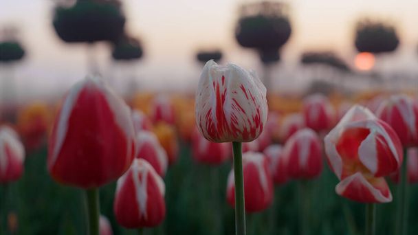 Red spring flower blossom macro. Closeup white tulip flower buds i - 写真・画像