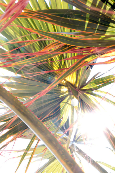 Branches of palm - Fotografie, Obrázek