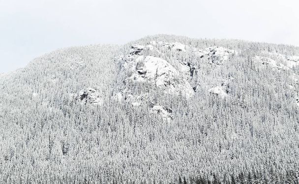 Maisemanäkymä talvivuorelle kuusilla. Luminen kivinen vuori peittyi männyn puihin talvella Kanadassa. Matkakuva, kukaan, valikoiva keskittyminen. - Valokuva, kuva