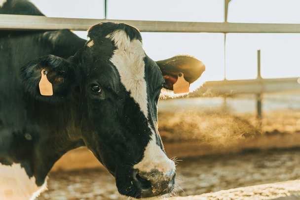 Hintergrundbeleuchtung einer Kuh mit Ohrmarke auf einem Milchviehbetrieb - Foto, Bild