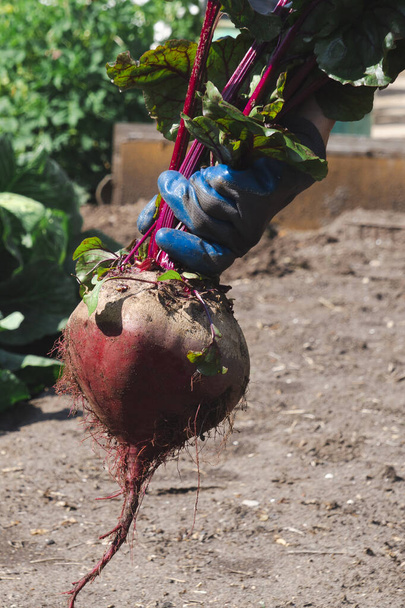Eine Frau in Arbeitshandschuhen erntet eine riesige Rote Bete aus dem Garten. Das Konzept des eigenen Gemüseanbaus. - Foto, Bild