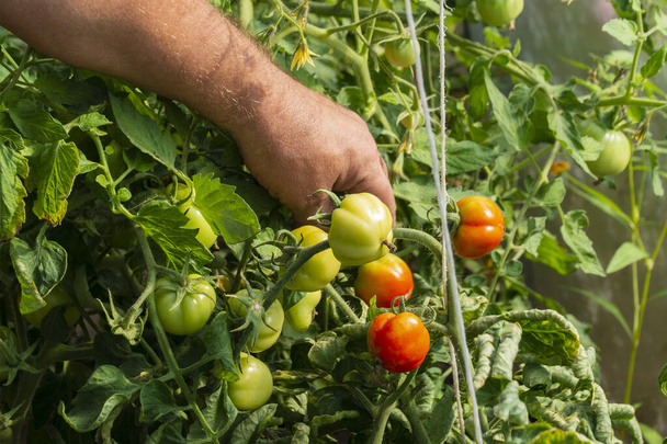 Farmer kézben tartott show növekvő piros és zöld paradicsom egy kertben üvegház közelkép. A gazdálkodás és a kertészet fogalma. - Fotó, kép