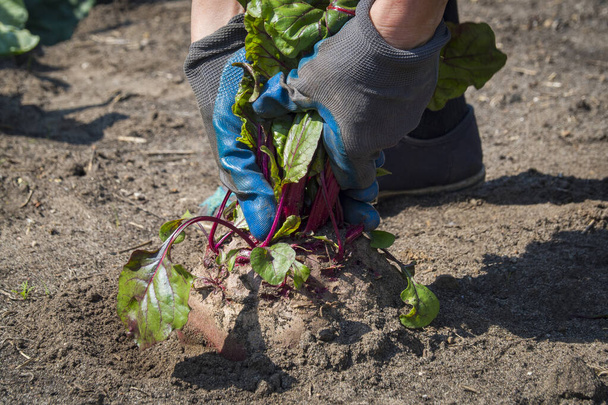 Een vrouw met werkhandschoenen oogst een enorme biet uit de tuin. Het concept van het kweken van eigen groenten. - Foto, afbeelding