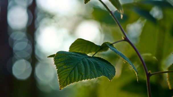 Spring leaf tree forest closeup in meditative calm green sunlight woodland. - Photo, image