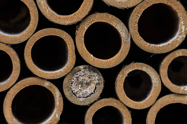Natuur Kort: Bekijk een verzameling bijenbuisjes - Foto, afbeelding