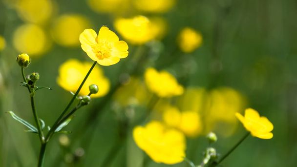 Sárga Buttercups mező Virágzik Boldogan a hűvös zöld fű között - Fotó, kép