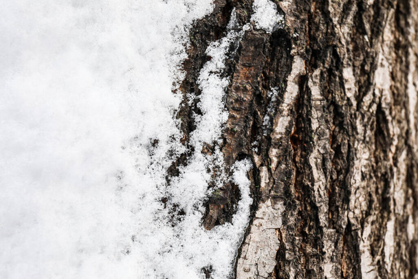 tronc d'arbre recouvert de neige
 - Photo, image