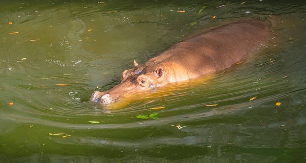 enorme hipopótamo adulto mientras nadaba en el parque - Foto, imagen