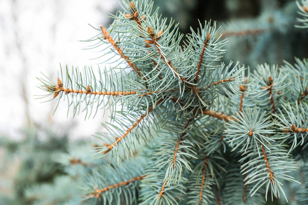 冬の日には青いトウヒの枝のクローズアップ - 写真・画像