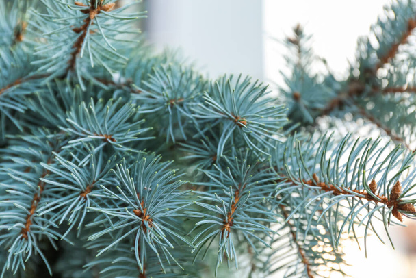 Blue spruce branches on winter day, closeup - Photo, Image