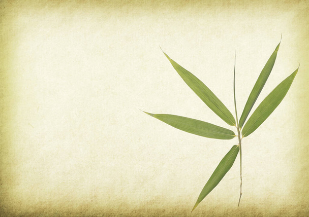 Eski kağıt arka planda yeşil bambu - Fotoğraf, Görsel