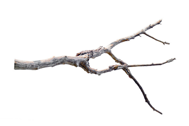 kuru dallar, beyaz arkaplanda izole - Fotoğraf, Görsel