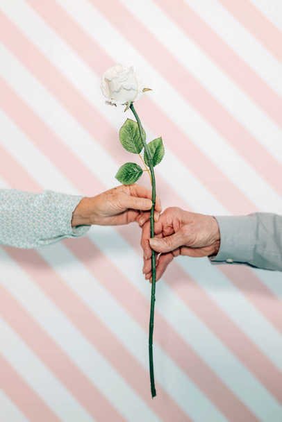 Цветок белой розы является символом любви - фокусируйтесь на лепестках - Фото, изображение