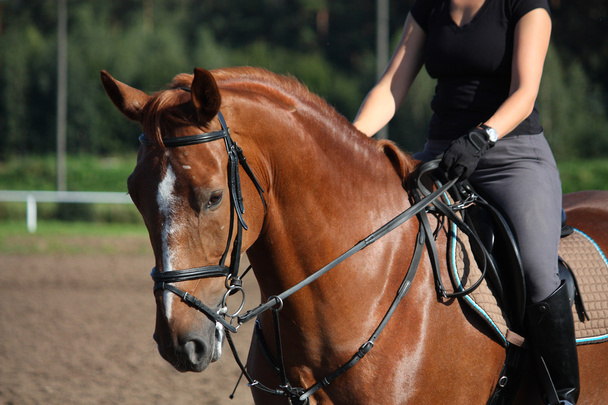 Chestnut sport horse portrait in summer - Photo, Image