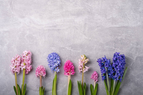 Multicolor hyacinth flowers. Purple Hyacinth Orientalis, multicolored mixed. Spring hyacinths. Happy Easter card background. Greeting card, Flat lay, top view - Fotó, kép