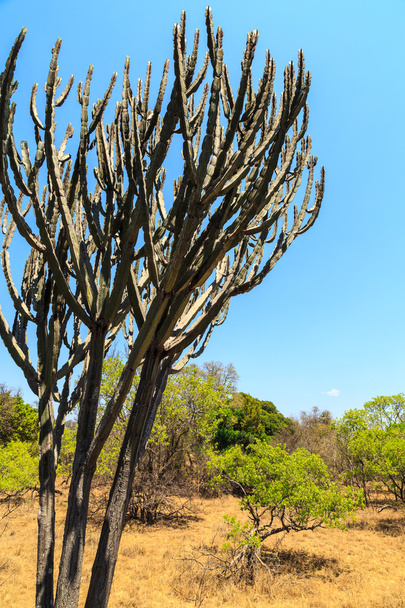 Landscape of Africa with cactus tree - Photo, image