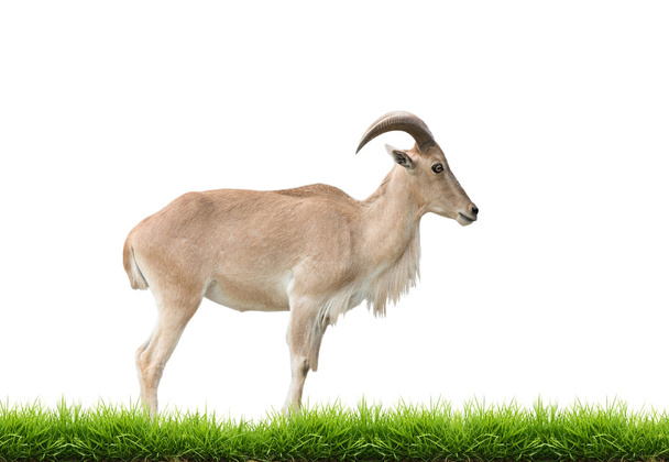 female Barbary sheep with green grass isolated - Photo, Image