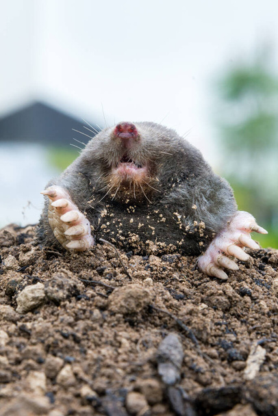 Mole, Talpa europaea, making mole hill and damaging beautiful lawn and flower garden. - Photo, Image