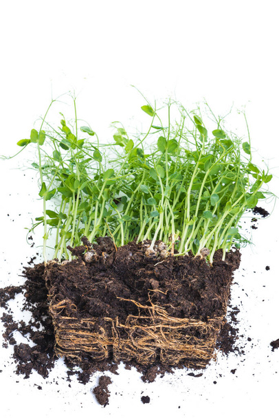 Germogli di pisello presi da contenitore con terra e radici, alimentazione sana concetto di giardinaggio domestico - Foto, immagini