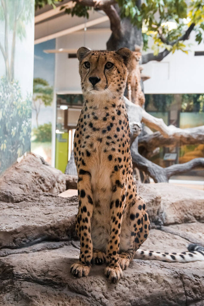 A cheetah sits on a stone against a background of wood. - 写真・画像