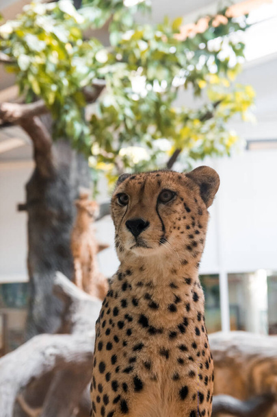 A cheetah sits on a stone against a background of wood. - 写真・画像