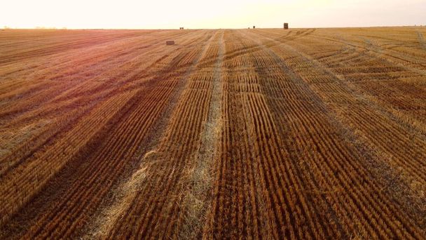 Avión no tripulado vista vuelo sobre tallos de trigo segado en campo de trigo después de la cosecha. - Foto, Imagen