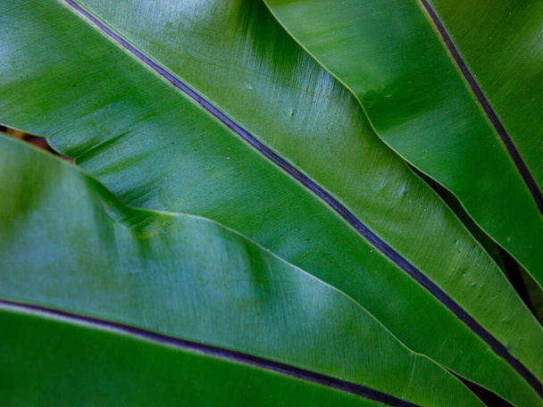 Низький ключ Птахи Гніздо Папороті листя темний тон фону природи. Зелена натуральна абстрактна текстура крупним планом
 - Фото, зображення
