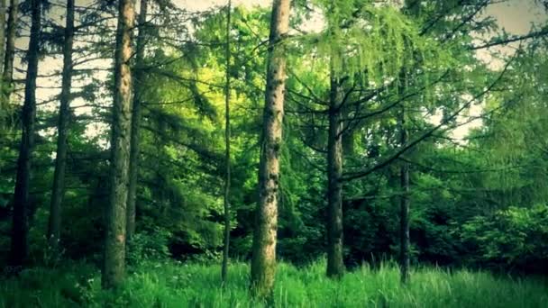Las wróżek - Materiał filmowy, wideo