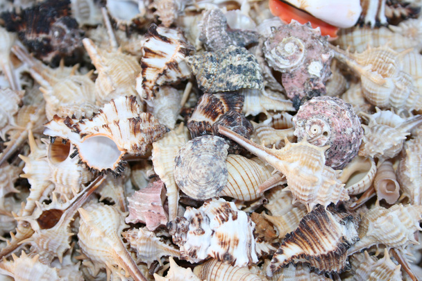 Seashells - Photo, Image