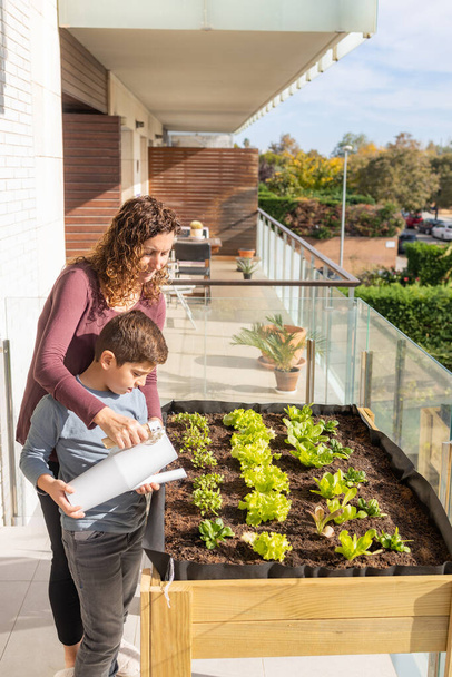 都会の庭で野菜をまく母と息子 - 写真・画像