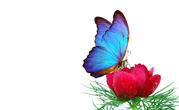 kirkkaan sininen trooppinen morpho perhonen punainen pioni kukka vesipisaroita eristetty valkoinen. kopioi tila - Valokuva, kuva